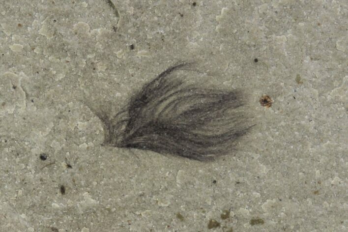 Fossil Feather - Green River Formation, Utah #97435